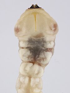 Astraeus major, PL4764, larva, from Eucalyptus porosa stem, SE, dorsal view, 33.8 × 6.3 mm